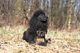 GRAND CANICHE & GRIFFON BELGE 048